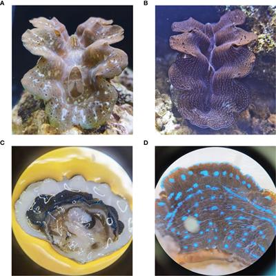 Study on the Individual Coloring Mechanism of Iridescent Cells in the Mantle of the Boring Giant Clam, Tridacna crocea